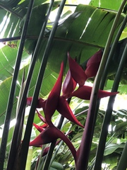 Heliconia bihai