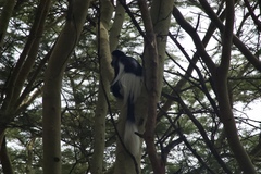 Colobus guereza
