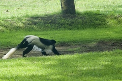 Colobus guereza