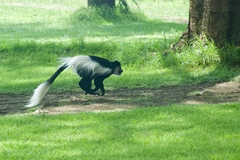 Colobus guereza