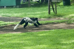 Colobus guereza
