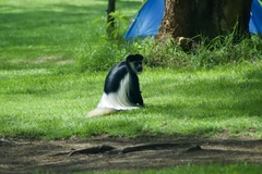 Colobus guereza