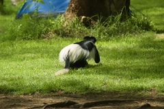 Colobus guereza