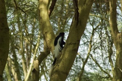 Colobus guereza