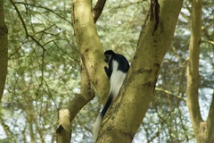Colobus guereza