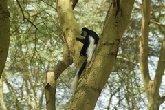 Colobus guereza