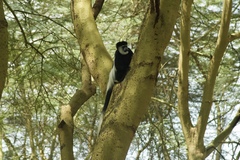 Colobus guereza