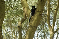 Colobus guereza