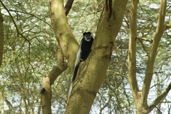 Colobus guereza