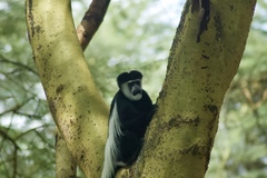 Colobus guereza