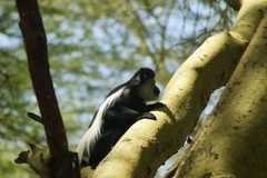 Colobus guereza