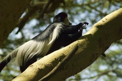 Colobus guereza