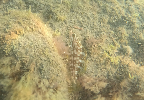 Photo of Island grouper (Mycteroperca fusca)