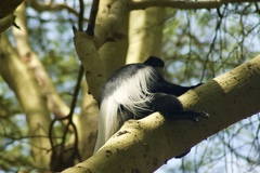 Colobus guereza