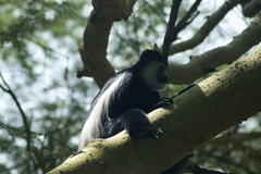 Colobus guereza