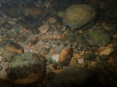 Guadalupe Darter photo 4
