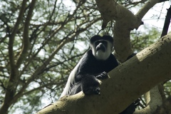 Colobus guereza