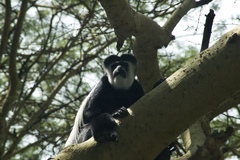 Colobus guereza