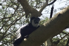 Colobus guereza