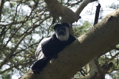 Colobus guereza