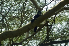 Colobus guereza