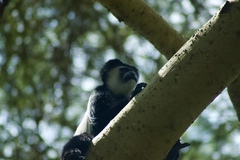 Colobus guereza
