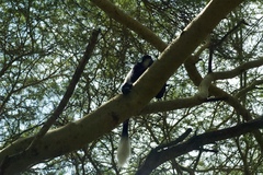 Colobus guereza