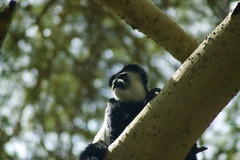 Colobus guereza