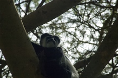 Colobus guereza
