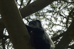 Colobus guereza