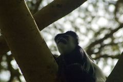 Colobus guereza