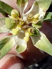 Euphorbia schiedeana