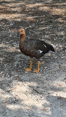 Chloephaga rubidiceps