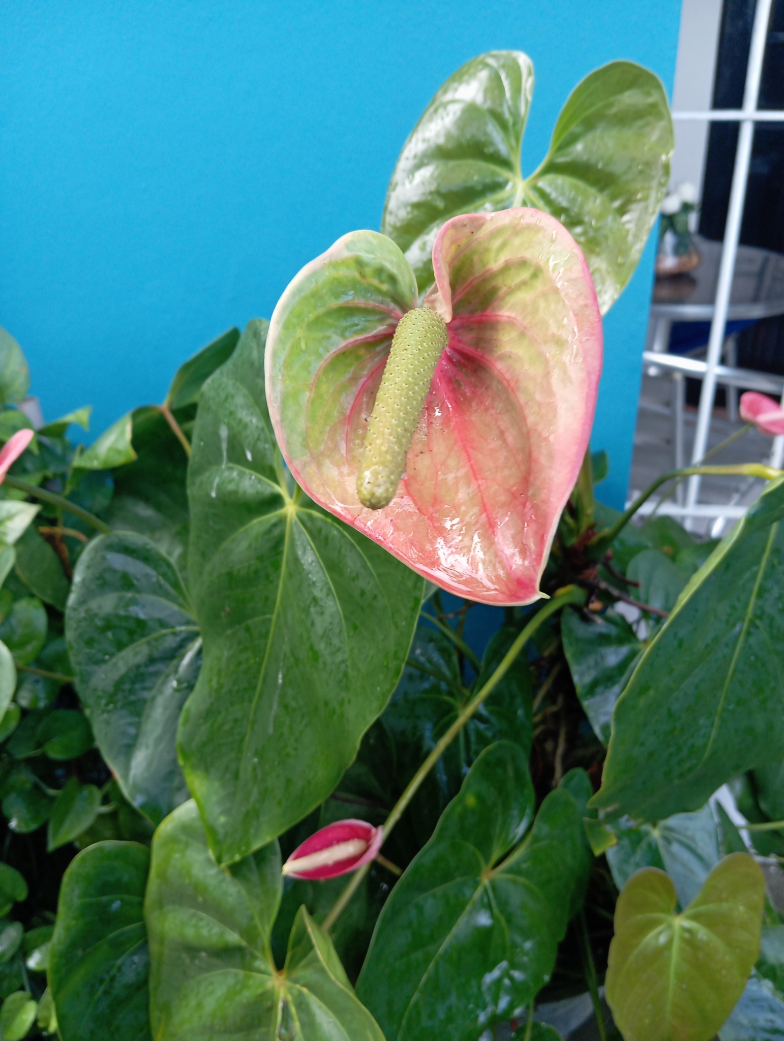 Anthurium andraeanum