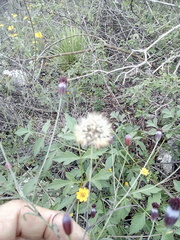 Porophyllum linaria