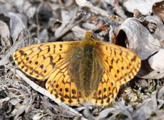 Boloria alaskensis