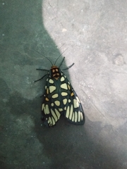 Aglaomorpha plagiata