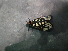 Aglaomorpha plagiata