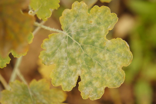Erysiphe macleayae