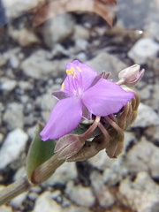 Callisia navicularis