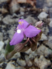 Callisia navicularis