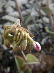 Callisia navicularis