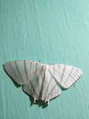 Urapteroides astheniata