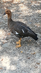 Chloephaga rubidiceps