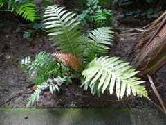 Blechnum brasiliense