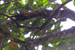 Psilopogon flavifrons