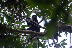 Semnopithecus vetulus