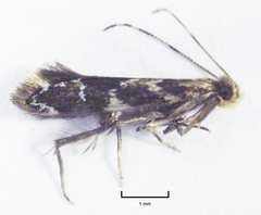 Dryadaula pactolia