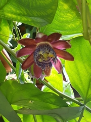 Passiflora alata