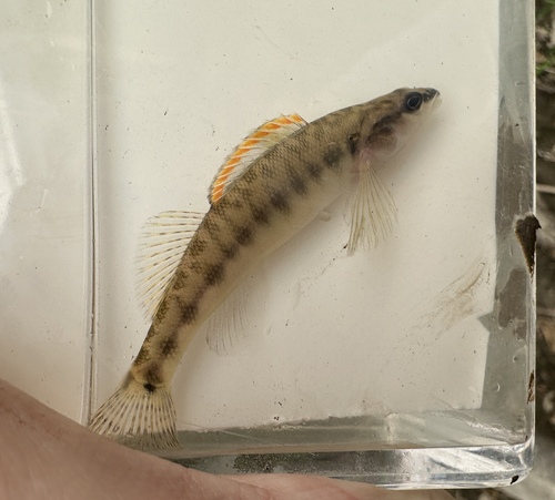 Slenderhead darter (Percina phoxocephala) — Percidae — 4